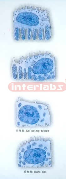 HUMAN CELL COLLECTION (B)